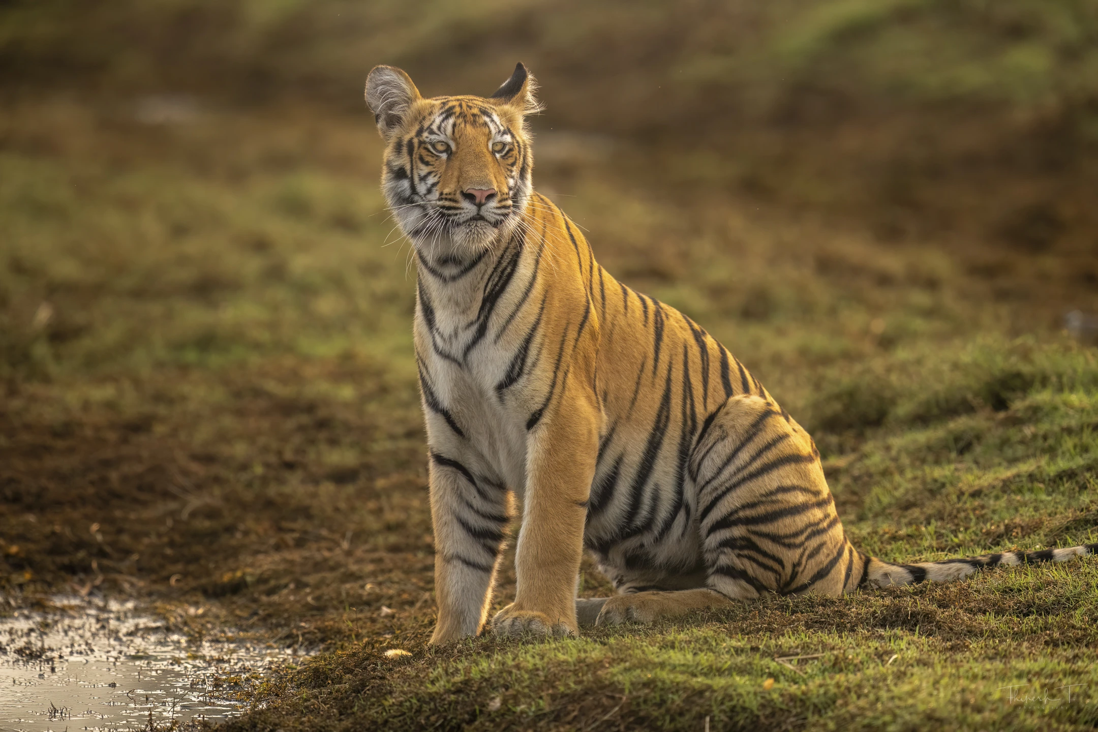 India Tiger Photography Tour – Umred & Tadoba gallery image 5